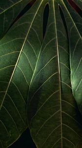 Preview wallpaper leaves, macro, veins, green