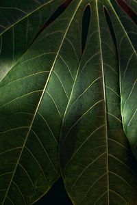 Preview wallpaper leaves, macro, veins, green