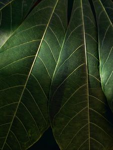 Preview wallpaper leaves, macro, veins, green