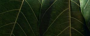 Preview wallpaper leaves, macro, veins, green
