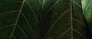 Preview wallpaper leaves, macro, veins, green