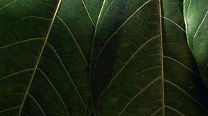 Preview wallpaper leaves, macro, veins, green