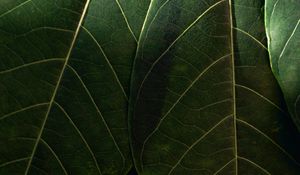 Preview wallpaper leaves, macro, veins, green