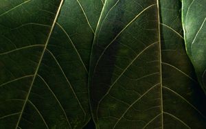 Preview wallpaper leaves, macro, veins, green