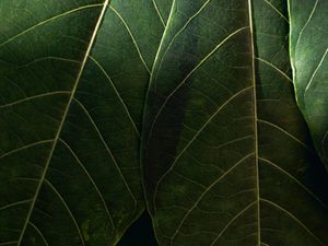 Preview wallpaper leaves, macro, veins, green
