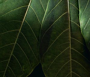 Preview wallpaper leaves, macro, veins, green