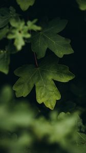 Preview wallpaper leaves, macro, veins, tree, blur