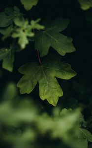 Preview wallpaper leaves, macro, veins, tree, blur