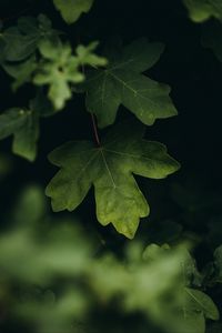 Preview wallpaper leaves, macro, veins, tree, blur