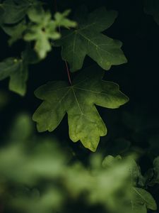 Preview wallpaper leaves, macro, veins, tree, blur