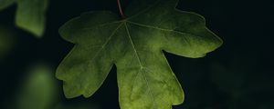 Preview wallpaper leaves, macro, veins, tree, blur