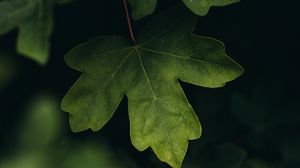 Preview wallpaper leaves, macro, veins, tree, blur