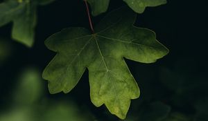 Preview wallpaper leaves, macro, veins, tree, blur