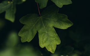 Preview wallpaper leaves, macro, veins, tree, blur