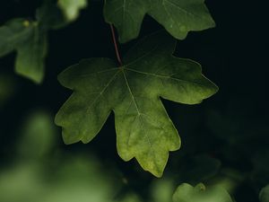 Preview wallpaper leaves, macro, veins, tree, blur