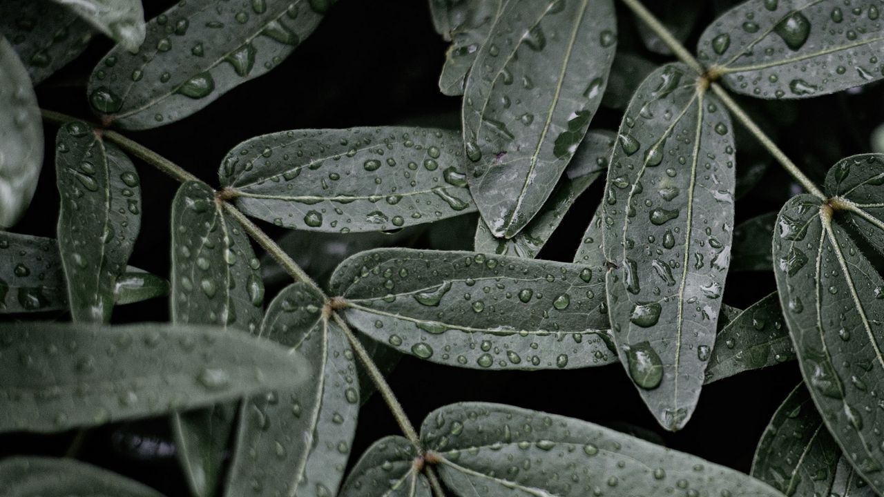 Wallpaper leaves, macro, wet, drops