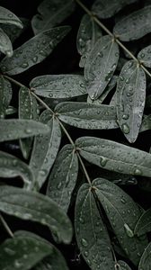 Preview wallpaper leaves, macro, wet, drops