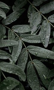 Preview wallpaper leaves, macro, wet, drops