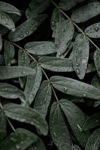 Preview wallpaper leaves, macro, wet, drops