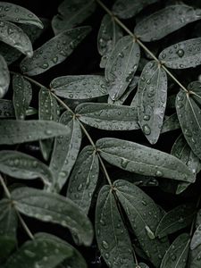 Preview wallpaper leaves, macro, wet, drops