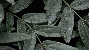 Preview wallpaper leaves, macro, wet, drops