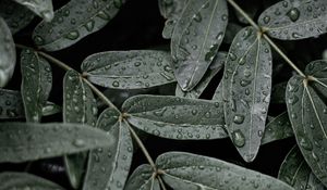 Preview wallpaper leaves, macro, wet, drops
