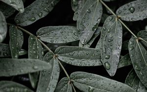 Preview wallpaper leaves, macro, wet, drops