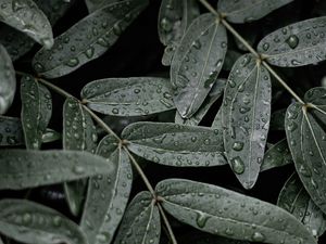 Preview wallpaper leaves, macro, wet, drops