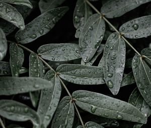 Preview wallpaper leaves, macro, wet, drops