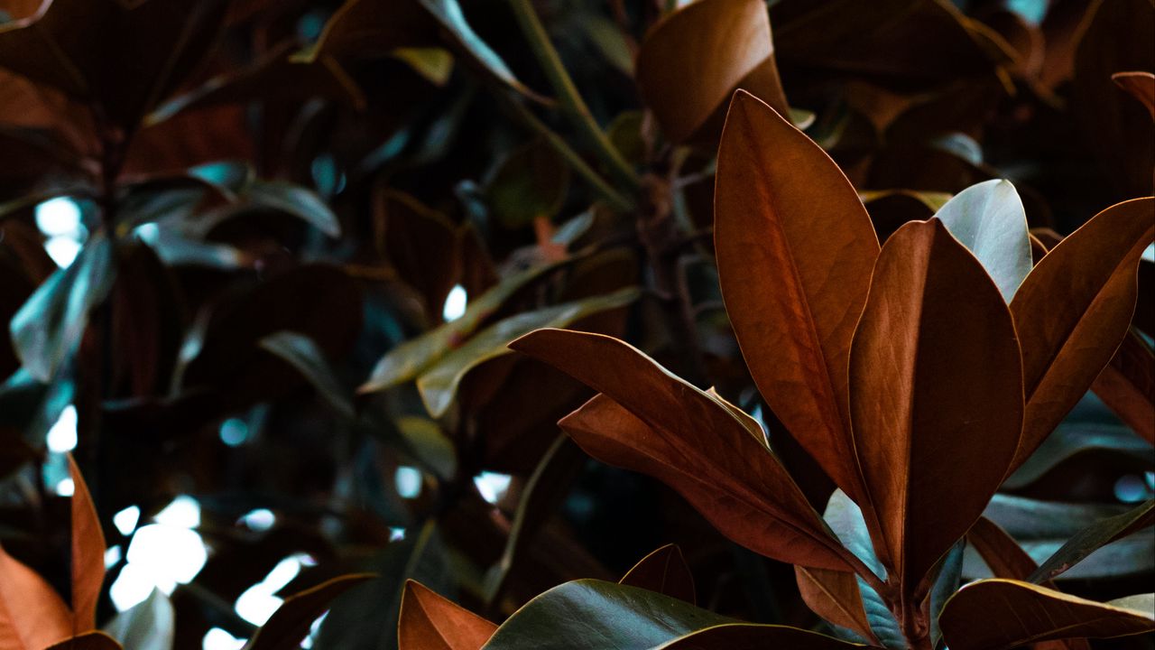 Wallpaper leaves, magnolia, plant