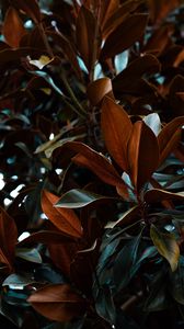 Preview wallpaper leaves, magnolia, plant