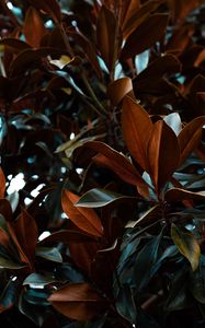 Preview wallpaper leaves, magnolia, plant