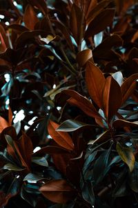 Preview wallpaper leaves, magnolia, plant