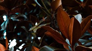 Preview wallpaper leaves, magnolia, plant