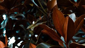 Preview wallpaper leaves, magnolia, plant