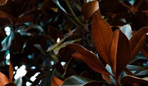 Preview wallpaper leaves, magnolia, plant