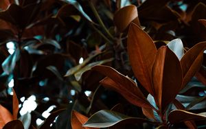 Preview wallpaper leaves, magnolia, plant