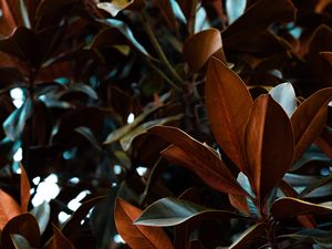 Preview wallpaper leaves, magnolia, plant