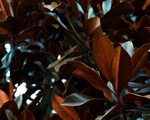 Preview wallpaper leaves, magnolia, plant
