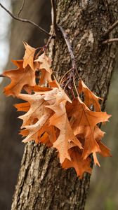 Preview wallpaper leaves, maple, autumn, tree, bark