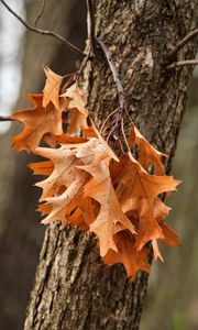 Preview wallpaper leaves, maple, autumn, tree, bark