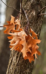 Preview wallpaper leaves, maple, autumn, tree, bark