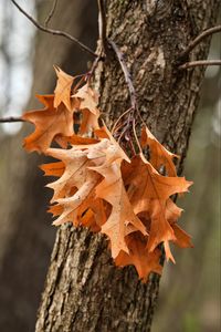 Preview wallpaper leaves, maple, autumn, tree, bark