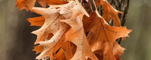 Preview wallpaper leaves, maple, autumn, tree, bark