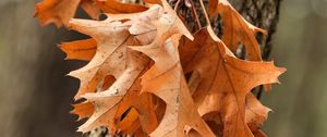 Preview wallpaper leaves, maple, autumn, tree, bark