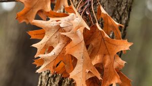 Preview wallpaper leaves, maple, autumn, tree, bark