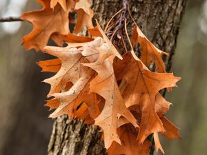 Preview wallpaper leaves, maple, autumn, tree, bark