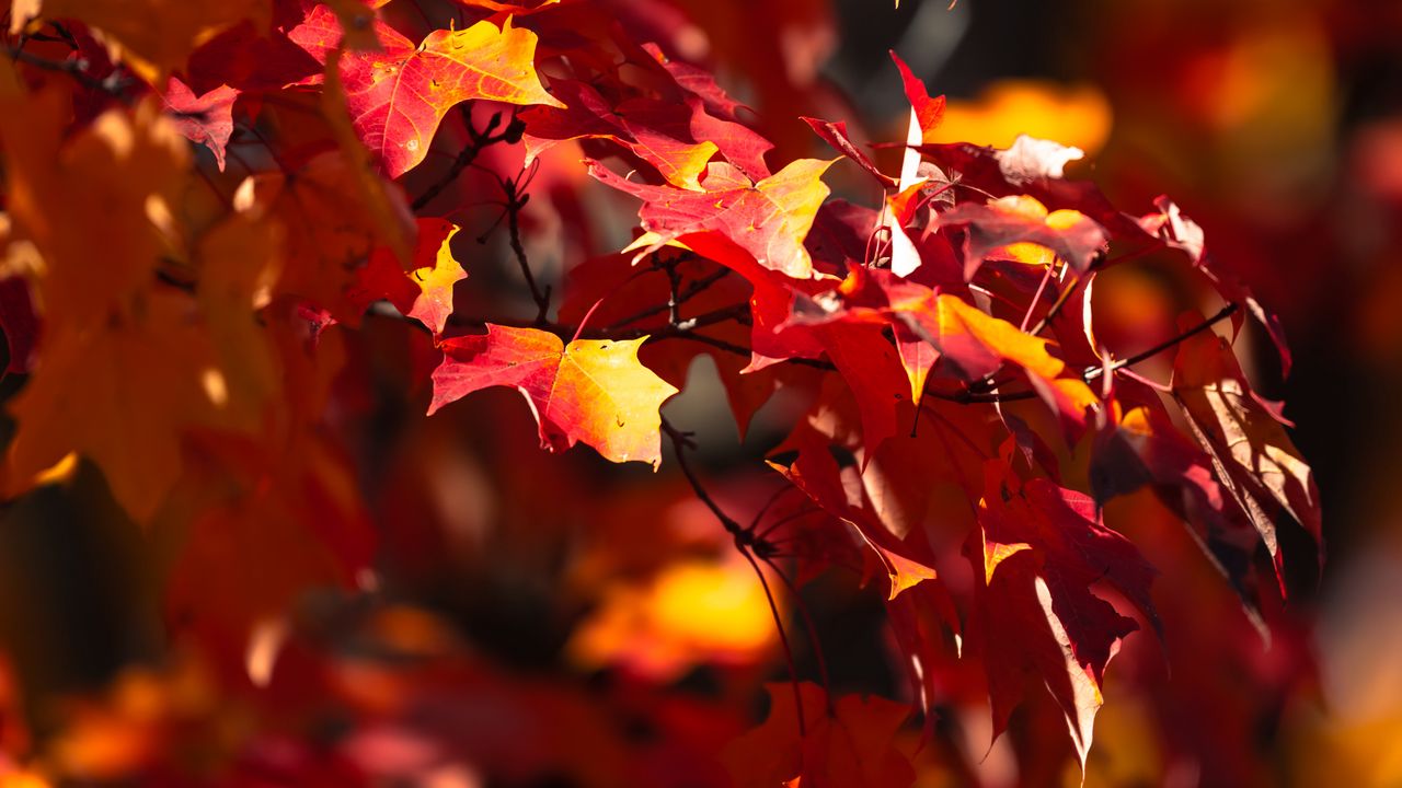 Wallpaper leaves, maple, autumn, blur, maple leaves