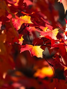 Preview wallpaper leaves, maple, autumn, blur, maple leaves