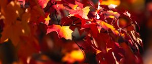 Preview wallpaper leaves, maple, autumn, blur, maple leaves